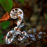 by Amrita Bhattacharyya -  