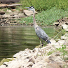 Great Blue Heron