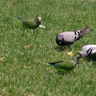 Monk parakeet/Quaker parrot