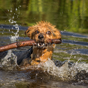 Fudge by Tracey Dolan - Animals - Dogs Playing