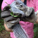 Western gray squirrel