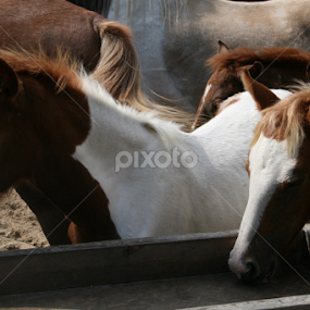 Chincoteague ponies for sale by Dianne Collins - Animals Horses