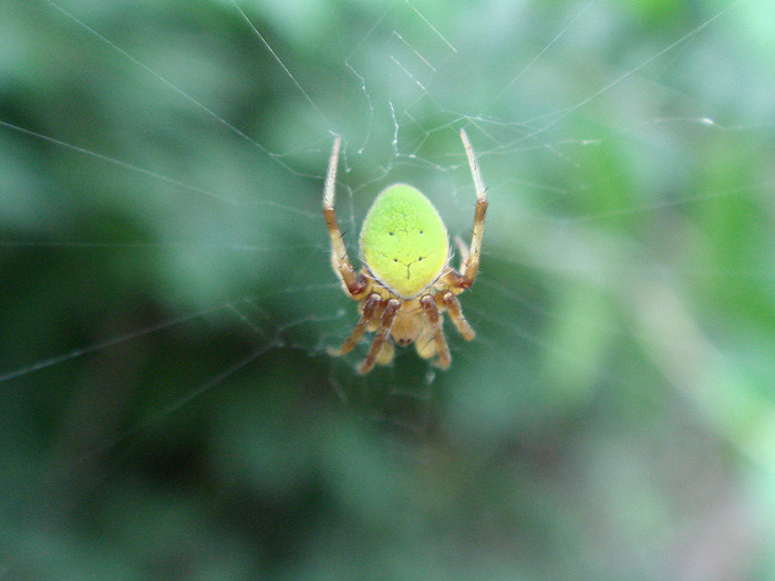 a green spider..