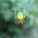 a green spider..