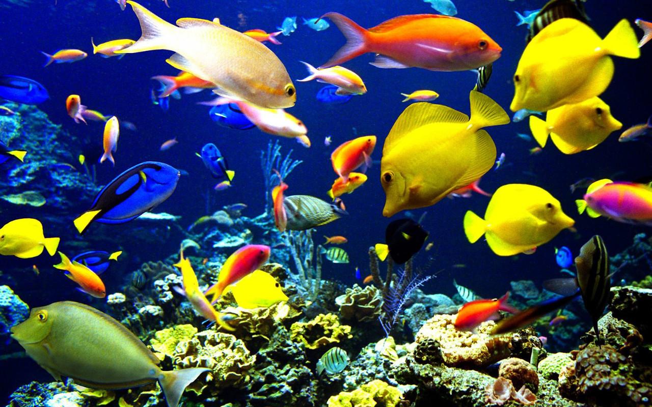Underwater Jigsaw Puzzles Android Apps on Google Play