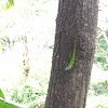 Roatan Anoli Lizard (Allison's Anole)