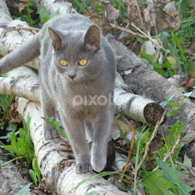 The cat by Marija Mitrović - Animals - Cats Portraits