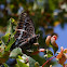 Jasiusvlinder of Pasja (Charaxes jasius)