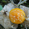 Cutleaf Groundcherry