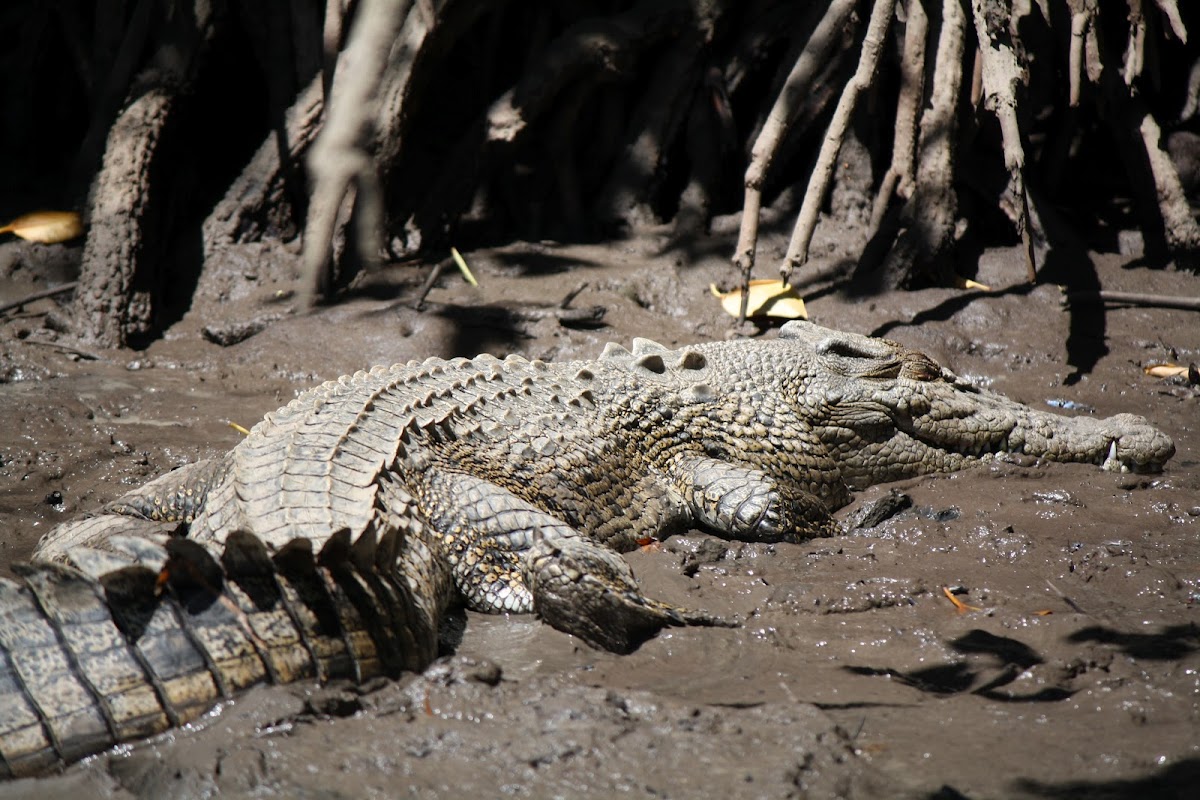 Saltwater Crocodile