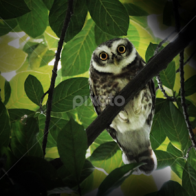 Spotted owlet by Apu Jaman - Animals Birds