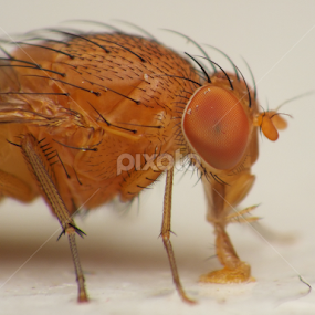 Red Tiny Flies by Virgani Dhirgacahya - Animals Insects & Spiders