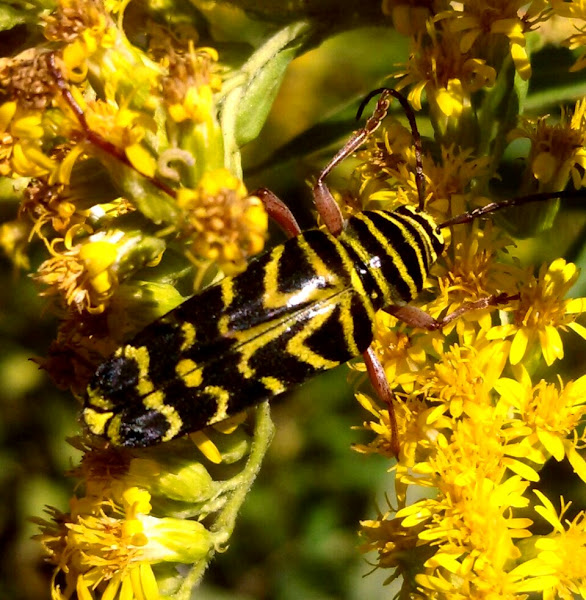 Locust Borer | Project Noah
