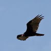 Turkey Vulture or Turkey Buzzard