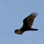 Turkey Vulture or Turkey Buzzard