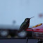 Calliope Hummingbird