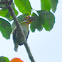 Ceylon Small Barbet