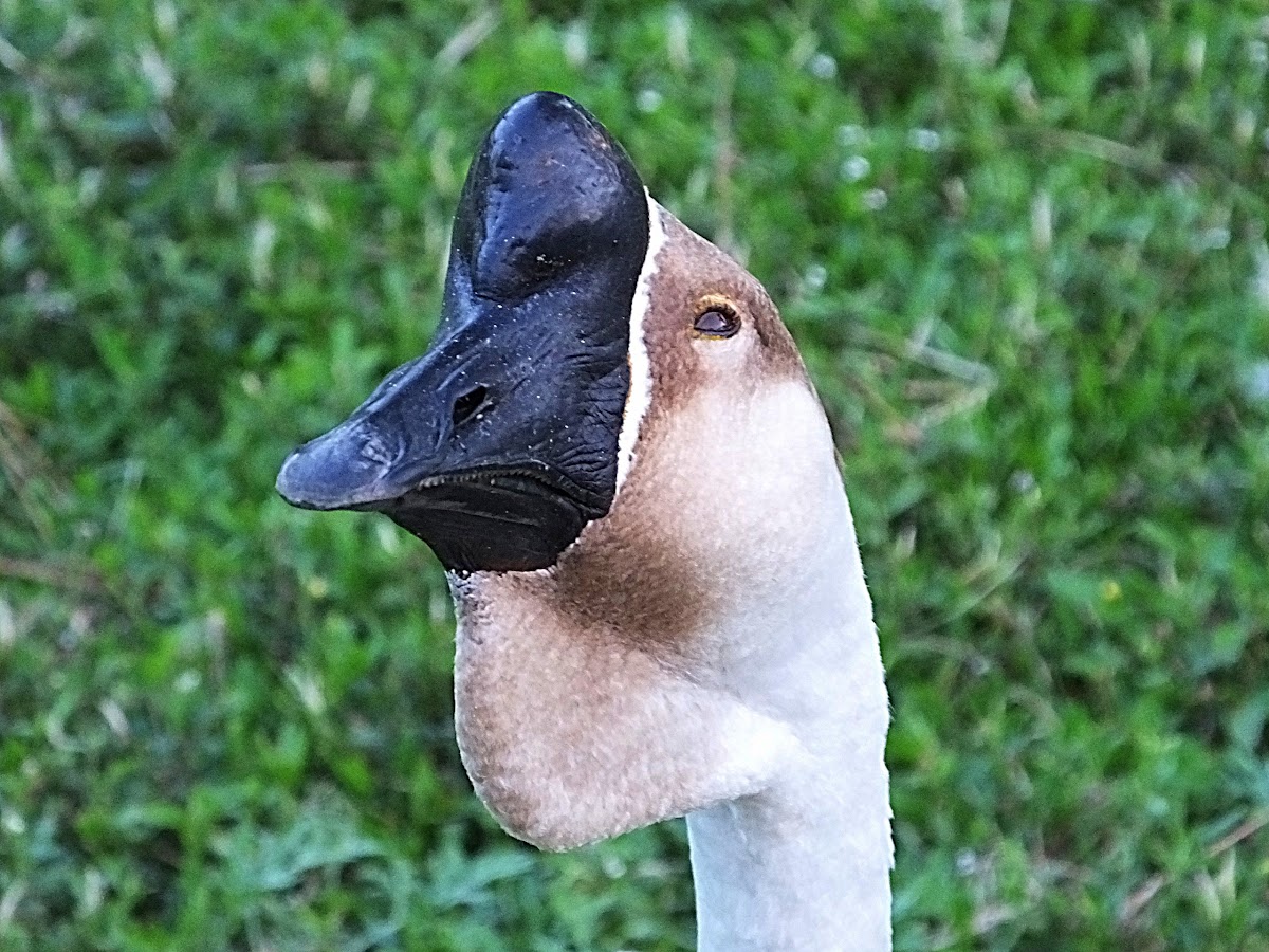 chinese goose