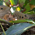 (Nesting) Mourning Dove