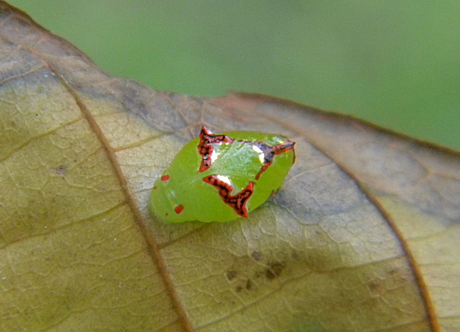 larva, caterpillar, chrysalis?