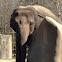 Asian or Asiatic elephant