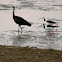 Black-winged Stilts and Glossy Ibis