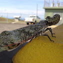 Peanut-head Bug (Machaca)