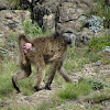 Chacma baboon/Cape baboon