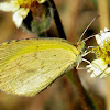 Broad-bordered grass yellow