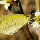 Broad-bordered grass yellow