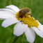 Flower Chafer Beetle