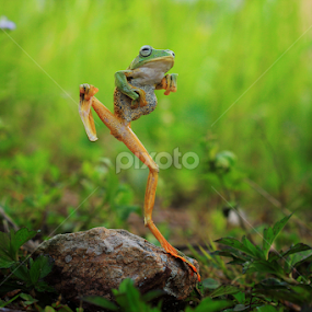 Kungfu Frog by Roem Hasadi - Animals Amphibians