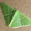 Geometrid Looper Moth