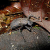 Rough Darkling Beetle