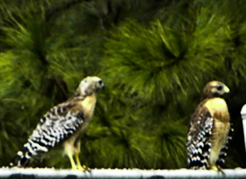 Red-shouldered hawk Florida subspecies (juvenile)