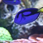 Blue Tang