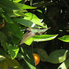 Anna's Hummingbird (Male)