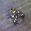 Yellow Tiger Moth