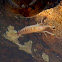 Beach Flea (Amphipod)