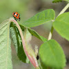 Three-banded Lady Beetle