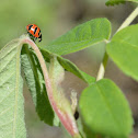 Three-banded Lady Beetle