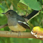 Oriental Magpie-Robin (female)