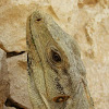 Mexican Spiny-tailed Iguana I