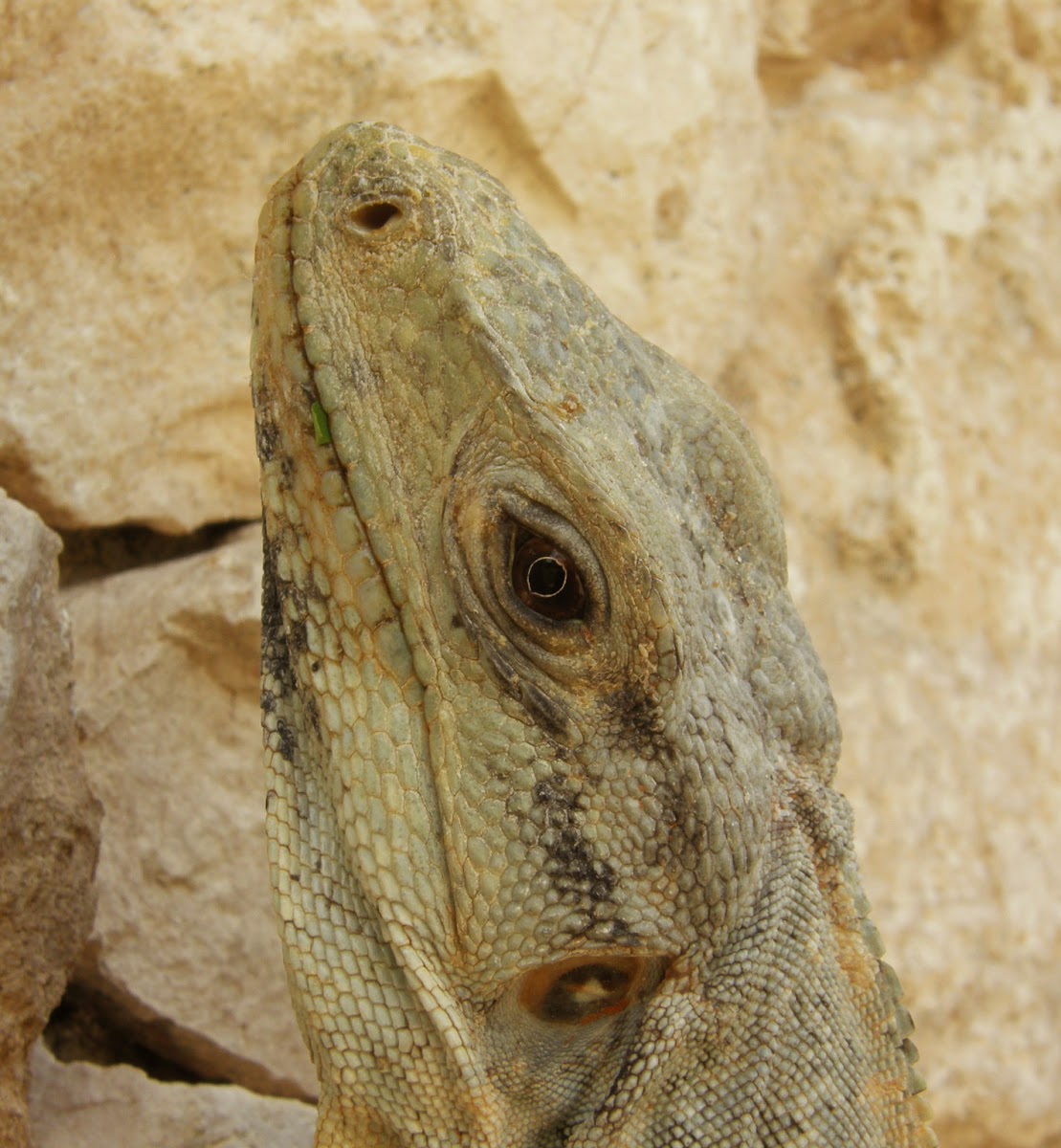 Mexican Spiny-tailed Iguana I