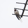 Barn swallow
