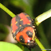 Flower beetle, flower chafer beetle