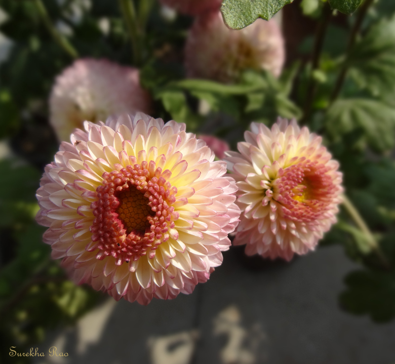 Florist's Chrysanthemum