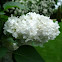 Lilo blanco. White lilac