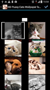 Pussy Cats Whatsapp Wallpaper