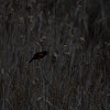 Bicolored Blackbird